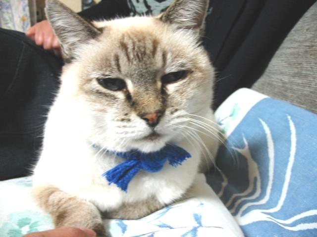 my_dearest_cat_2004-10-26-color